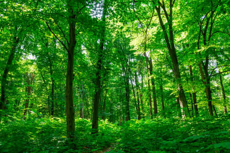 Sunlight in the green forest, spring timeの写真素材