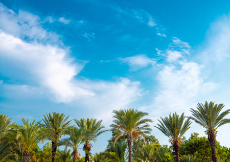 Tropical background of palm trees against blue sky.の写真素材