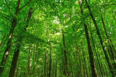 Sunlight in the green forest, spring timeの写真素材