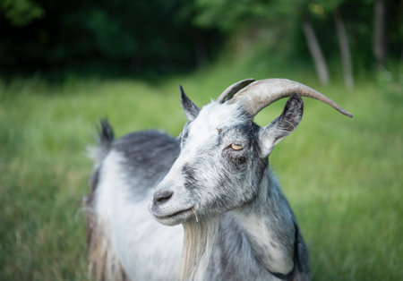 Portrait of a goat on a farm in the village.の写真素材