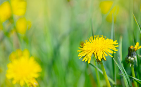 Dandelion on a green meadowの写真素材