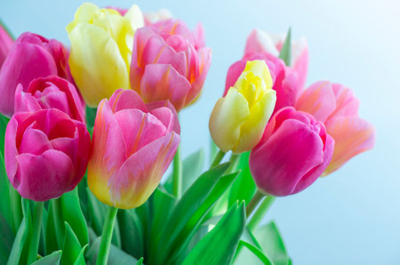 Mix of tulips flowers backgroundの写真素材