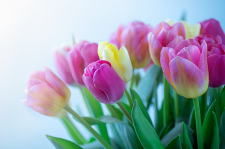 Mix of tulips flowers backgroundの写真素材