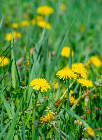 Dandelion on a green meadowの写真素材