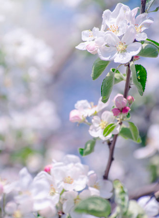 Spring Apple Blossom over blue sky.の写真素材
