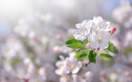 Spring Apple Blossom over blue sky.の写真素材