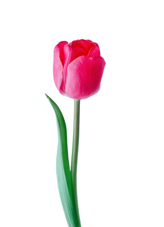 Red tulip flower isolated on white backgroundの写真素材