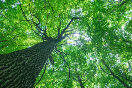 green forest background in a sunny dayの写真素材
