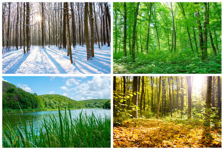 Winter, spring, summer and autumn. Collage on a white background.の写真素材