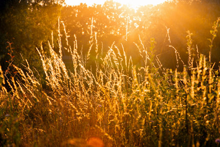 Field of grass during sunsetの写真素材