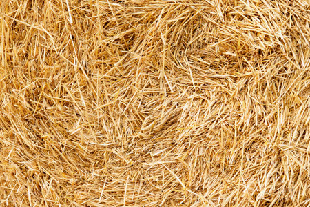 Hay texture. Hay bales are stacked in large stacks. Harvesting in agriculture.の写真素材