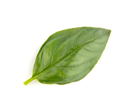 Fresh organic basil leaves, isolated on white background.の写真素材