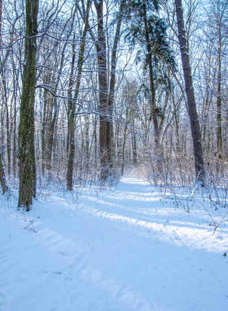 Beautiful winter landscape in the forest.の写真素材