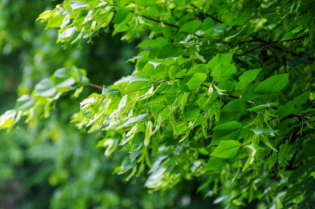 Linden branch with green leaves and buds before flowering.