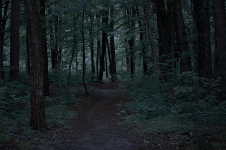 Dark road through fantasy forest at night, Halloween landscape.の写真素材
