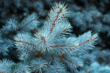 Branches of blue fir tree.