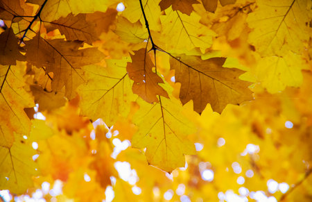 Bright autumn leaves in the natural environment.の写真素材