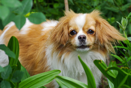 Cute and funny red and white Pekingese.の写真素材