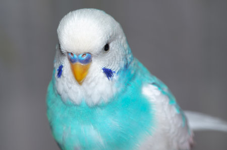 blue and white wavy parrot