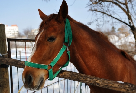 Portrait of a brown horse in the winter の写真素材