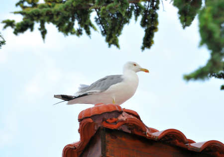 Ivory gull sits on the roof の写真素材