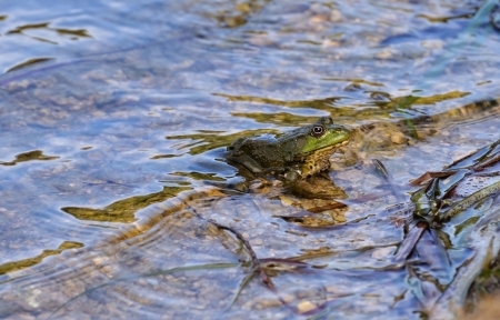  Frog sitting in  clear water in  pond.
