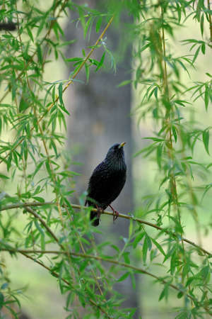 Young starling sitting on  branches of  willow in  spring.の写真素材