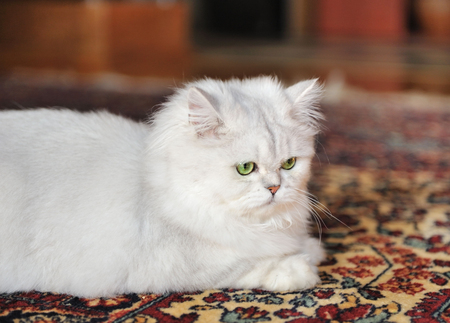 White cat lying on the carpet.の写真素材