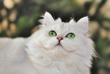 Portrait of green-eyed white cat looking up.の写真素材