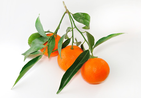 three ripe Tangerine on a twig with leavesの写真素材