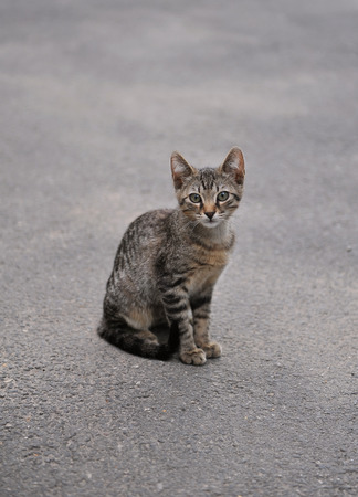 Stray kitten sitting on the sidewalkの写真素材