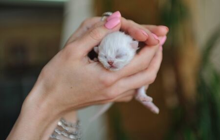 A newborn little kitten in female hands.