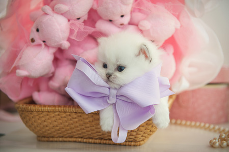 British purebred kitten in a basket on pink background teddy bearsの写真素材