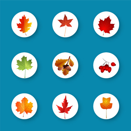 Set of autumn leaves in flat style . Vector illustration .のイラスト素材