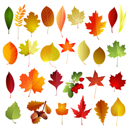 Set of autumn colored leaves . Vector elements .のイラスト素材