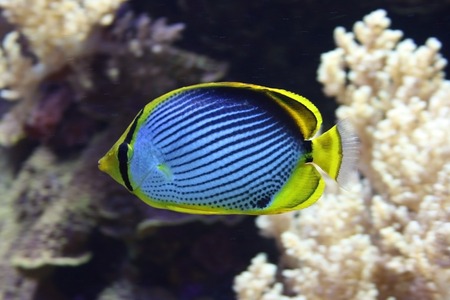 Black Backed Butterfly Fish の写真素材
