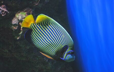 Emperor angelfishの写真素材