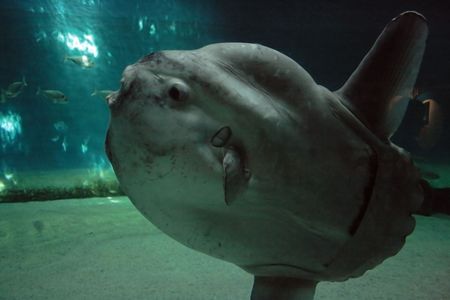 Huge luna-fish (mola-mola or oean sunfish) in dark underwater environment.の写真素材