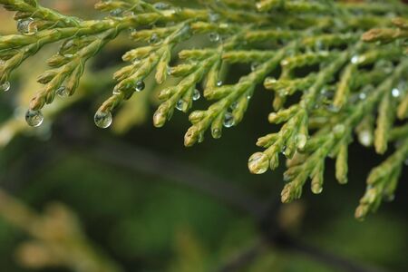 Close-up of cypress branch with water droplets on it and copy-space below