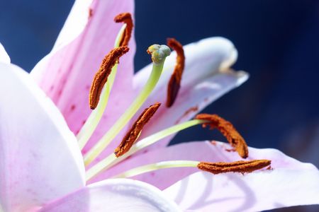 Close-up of lily flower with the focus on stamen in white fluorescent lamp modeの写真素材