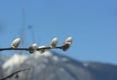 Close-up of pussy willow catkins against snow-covered mountain peak on the background as a contrast...