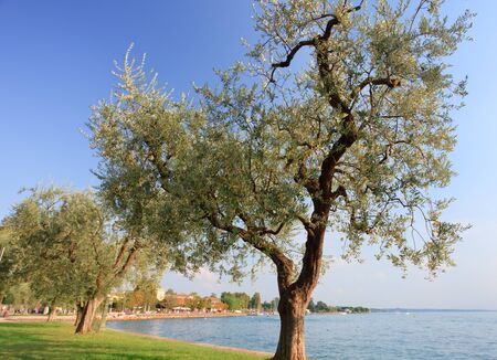 Olive tree alley near lake Garda in Bardolino. Focus on the neares tree at the rightの写真素材
