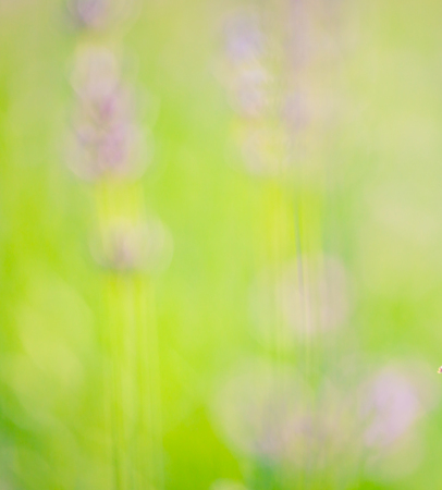 Greenabstract background with lavender formsの写真素材