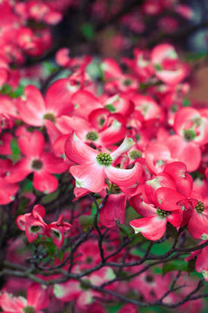 Macro shot of dogwood flowers outdoorsの写真素材