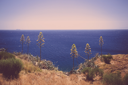 Retro toned image of agave plants against the seaの写真素材