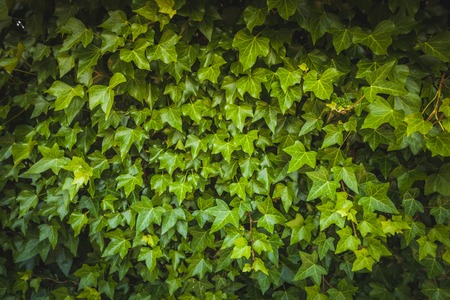 Green ivy floral background wall copy space retro vintage tonedの写真素材