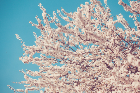 Cherry white blossom against blue skyの写真素材