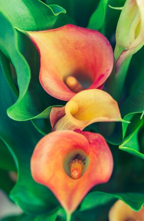 Orange calla lily. Extremely shallow DoF, focus on the bottom flower centerの写真素材