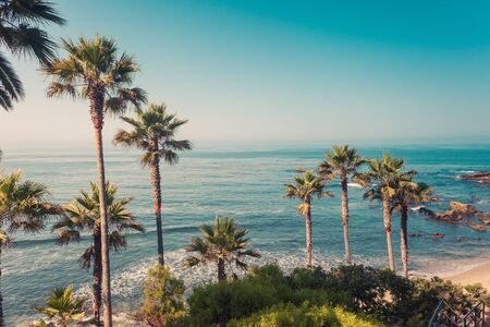 Palms on a coast of Laguna Beach, Orange County, Californiaの写真素材