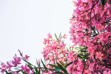 Pink oleander against bright sky with copy space. Focus on the right
